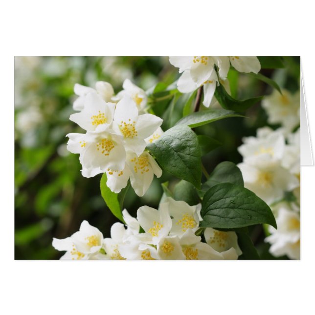 flores de jazmín primer plano (Anverso (Horizontal))