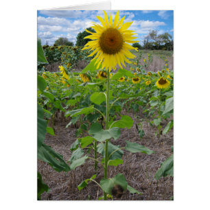 Flores de Kansas