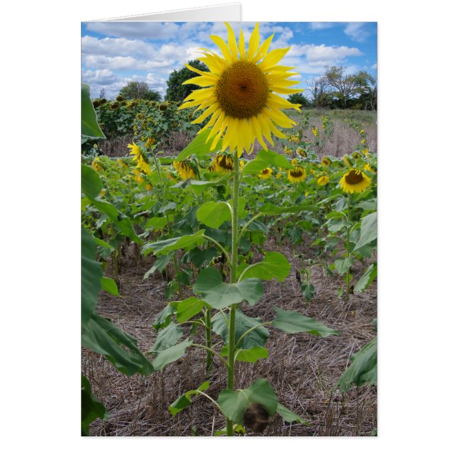 Flores de Kansas (Frente)