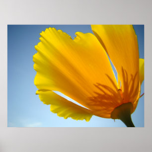 Flores de la amapola de las AMAPOLAS 13 posters de