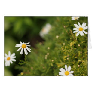 Flores de la estrella