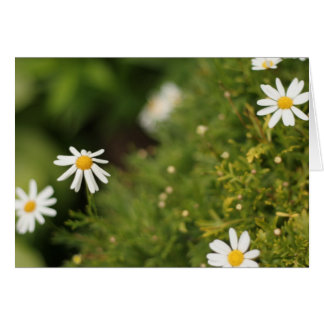 Flores de la estrella