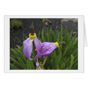 Flores de la estrella fugaz