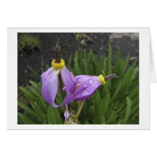 Flores de la estrella fugaz