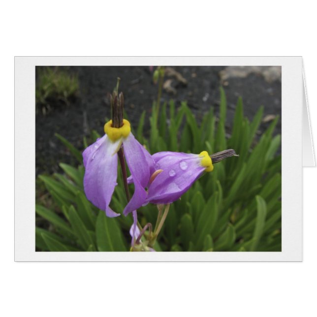 Flores de la estrella fugaz (Anverso (Horizontal))