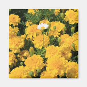Flores de la maravilla y un imán de la flor de la