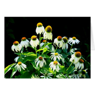 Flores de la margarita