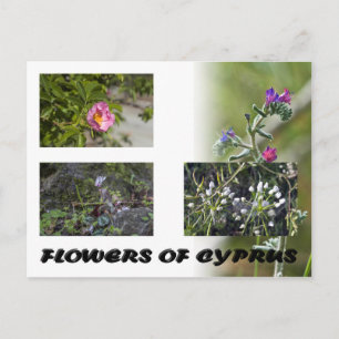 flores de la postal de chipre