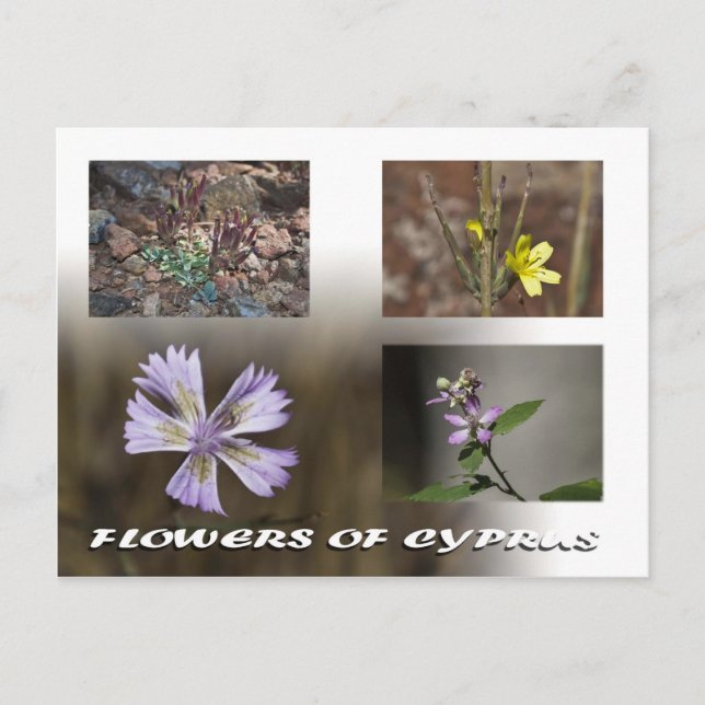 flores de la postal de chipre (Anverso)