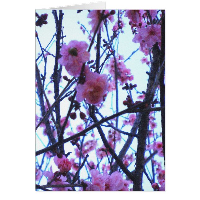 Flores de la primavera (Frente)