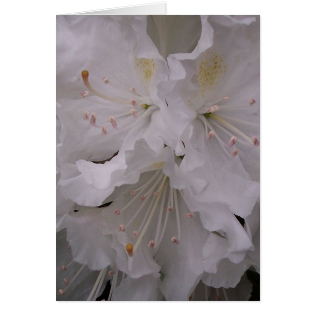 Flores de la primavera (Frente)