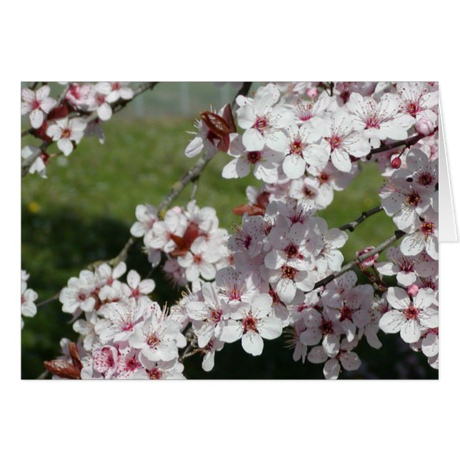 Flores de la primavera (Anverso (Horizontal))