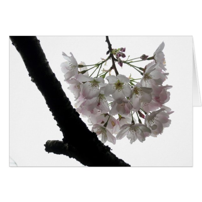 Flores de la primavera, Golden Gate Park (Anverso (Horizontal))