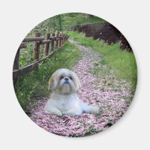 Flores de la púrpura del imán de Shih Tzu