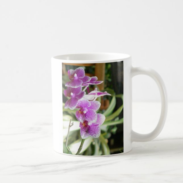 flores de la taza de café de la orquídea (Derecha)
