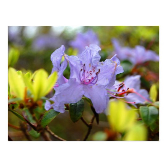 Flores de las montañas escocesas postal