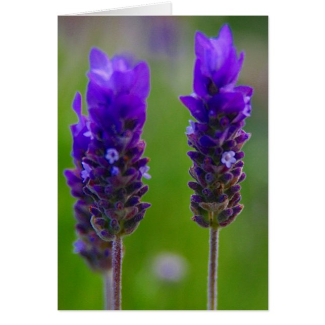 flores de lavanda (Frente)