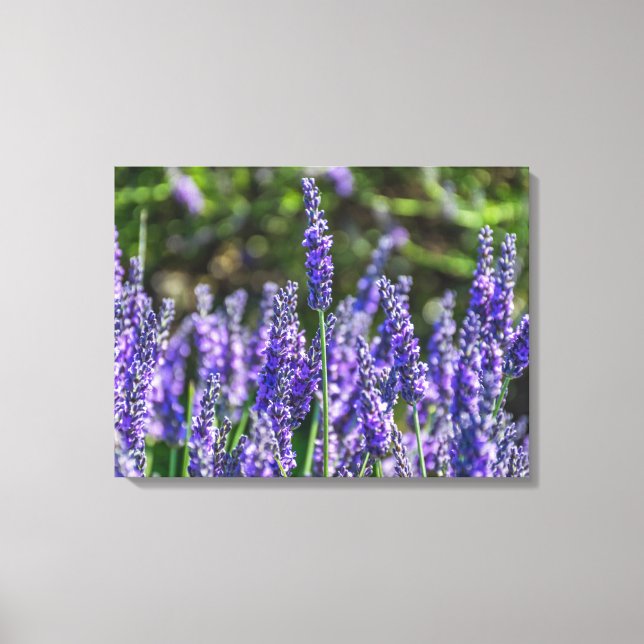 Flores de lavanda arriba de la huella de lienzo (Anverso)