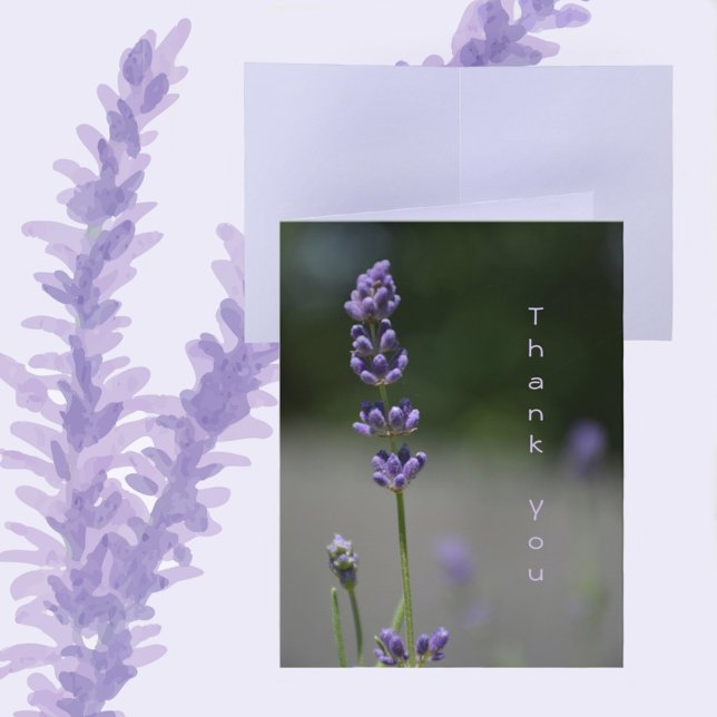 Flores de lavanda Flores Florales Fotografía Botán (Subido por el creador)
