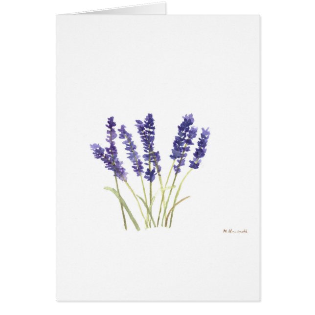 Flores de lavanda lavanda lavanda francesa (Frente)