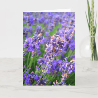 Flores de lavanda - Tarjeta