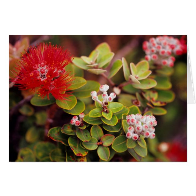 Flores de Lehua en volcanes de Hawaii (Anverso (Horizontal))