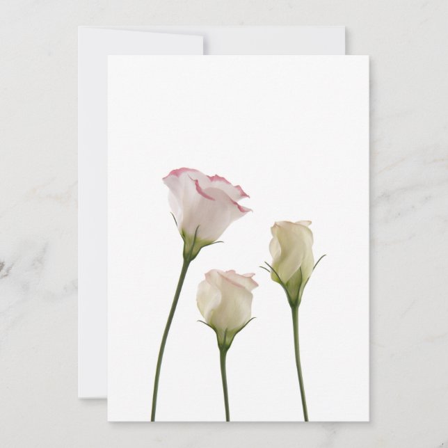 flores de lisianthus blancas, trío (Anverso)