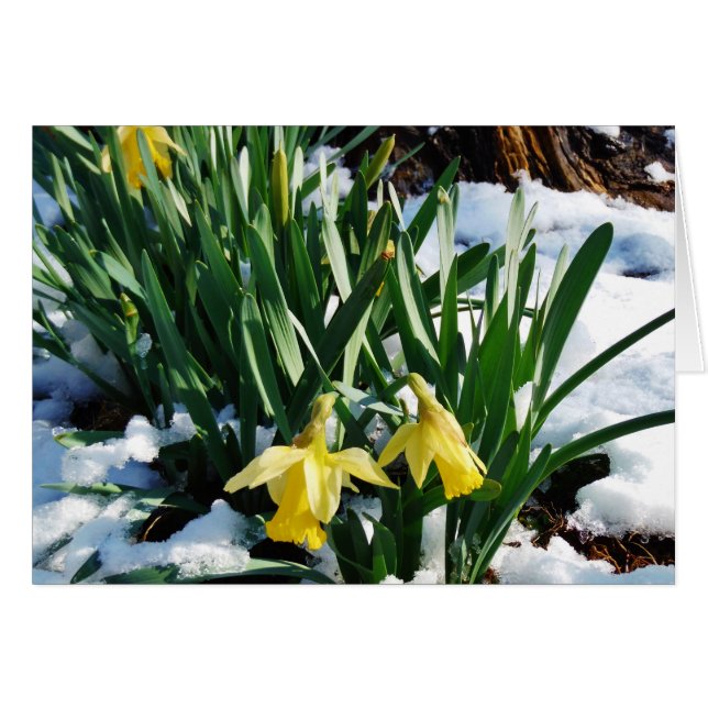 Flores de los Daffodils amarillos en la nieve (Anverso (Horizontal))