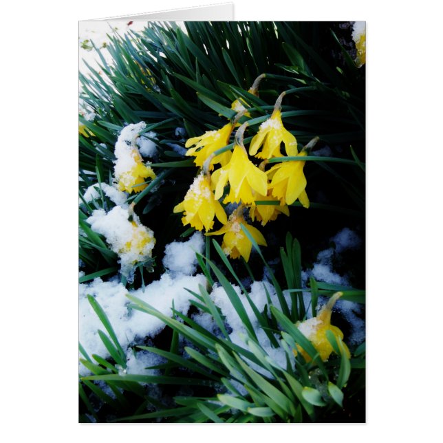 Flores de los Daffodils amarillos en la nieve (Frente)