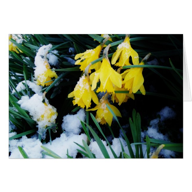 Flores de los Daffodils amarillos en la nieve (Anverso (Horizontal))