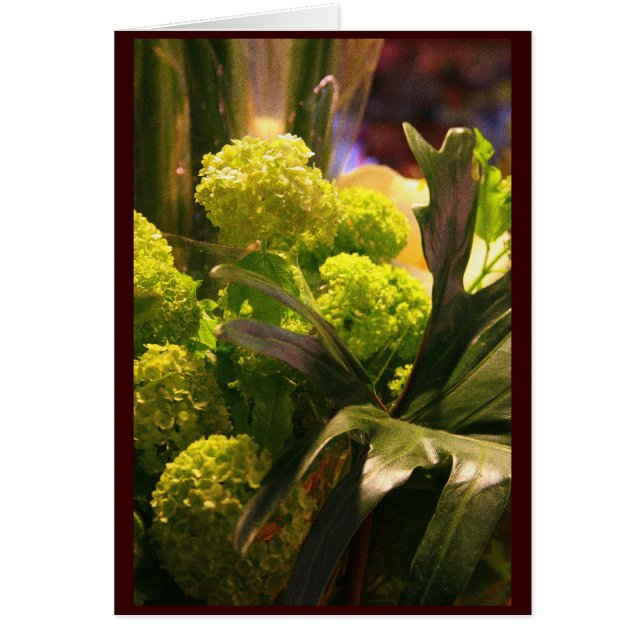 Flores de los Países Bajos (Frente)