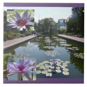 Flores de Loto Púrpura en Baldosa Cerámica de Esta