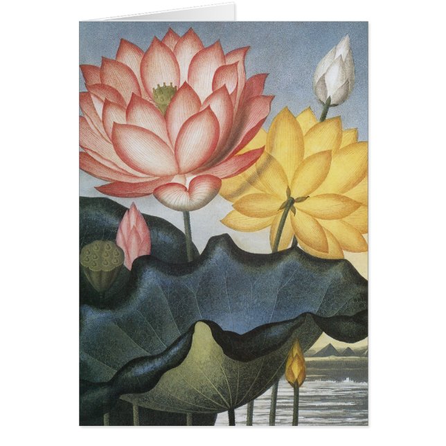 Flores de Lotus de época, el sagrado bean egipcio (Frente)