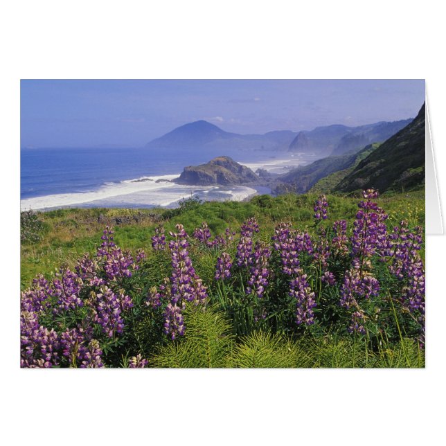 Flores de lupino y costa accidentada a lo largo (Anverso (Horizontal))