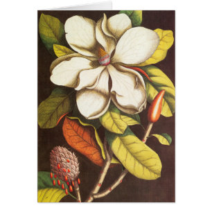 Flores de Magnolia Antiguas Planta con Semillas