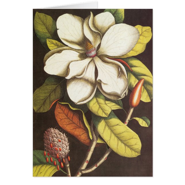 Flores de Magnolia Antiguas Planta con Semillas (Frente)