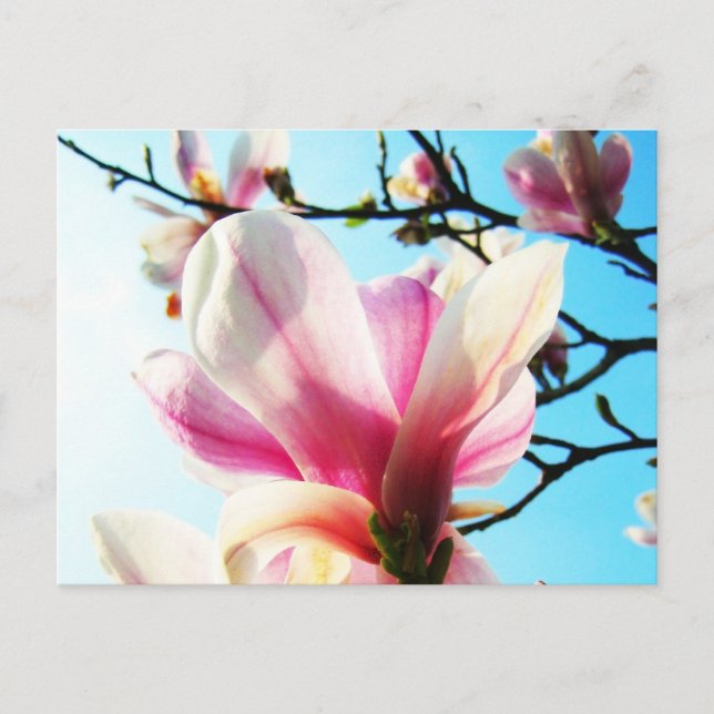 Flores de magnolia - Postal (Anverso)