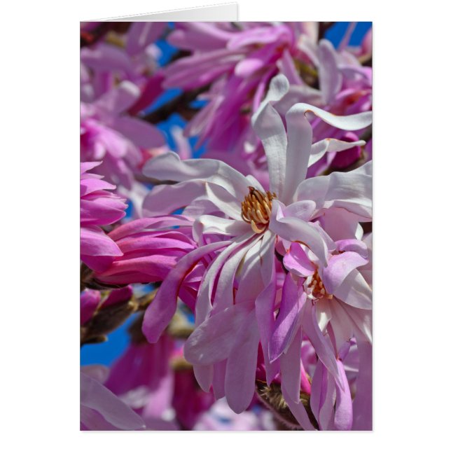 Flores de magnolia rosa (Frente)