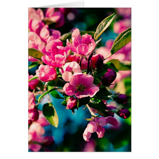 Flores de manzana de cangrejo rosa (Frente)