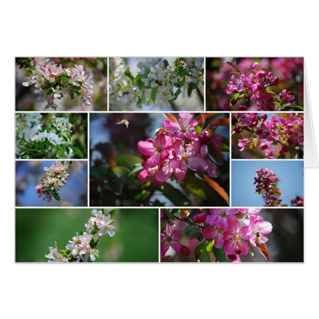 Flores de manzana y abejas melíferas (Anverso (Horizontal))