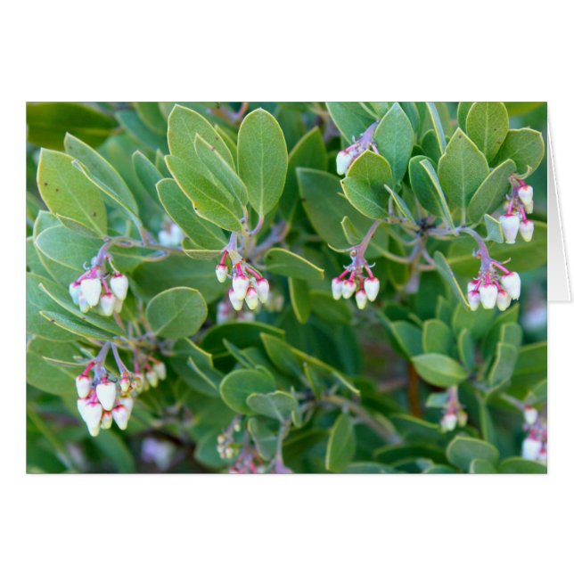 Flores de Manzanita (Anverso (Horizontal))