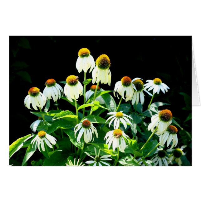 Flores de margarita (Anverso (Horizontal))