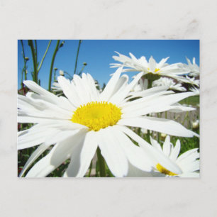 Flores de margarita blanca Jardín tarjetas postale