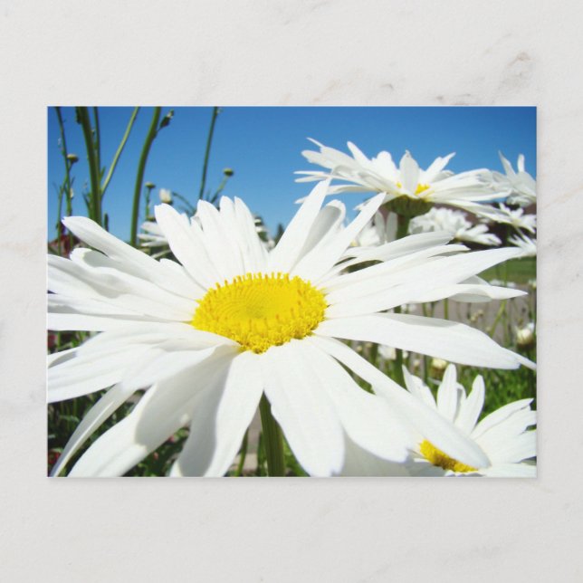 Flores de margarita blanca Jardín tarjetas postale (Anverso)