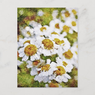 Flores de margarita blanca - Postales de arte pint