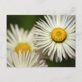 Flores de margarita de postal - Fotografía floral