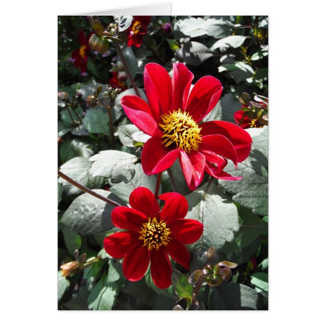 flores de margarita rosada roja / margarita (Frente)