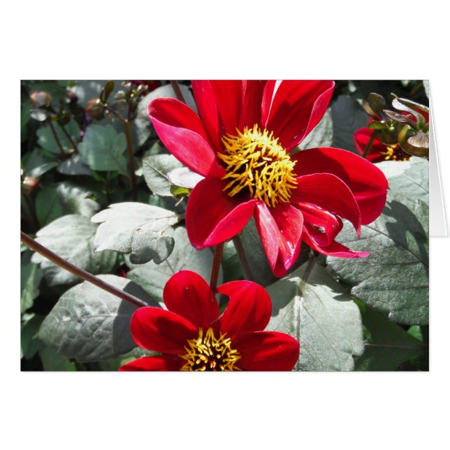 flores de margarita rosada roja / margarita (Anverso (Horizontal))
