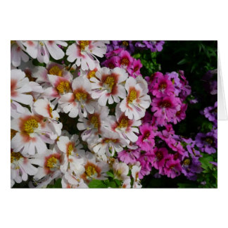 Flores de mariposa de rosa blanco y morado