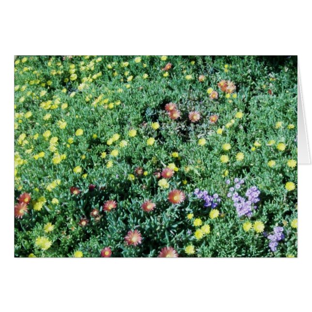 flores de méxico (Anverso (Horizontal))